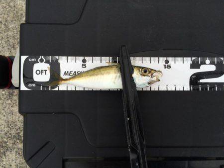 アジングのちエギング