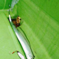 紀伊長島 レンタルボート釣行