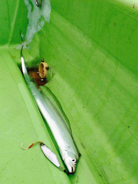 紀伊長島 レンタルボート釣行