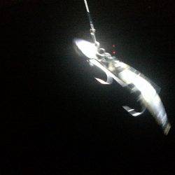 太刀魚ゲッター