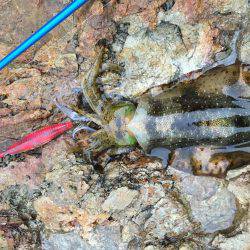福井…朝夕マズメロング釣行