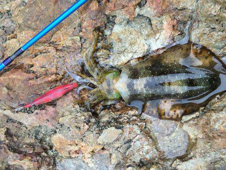 福井…朝夕マズメロング釣行