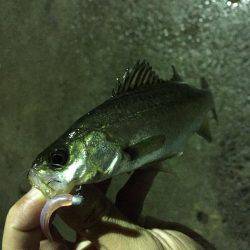 入門・お子様におすすめ？