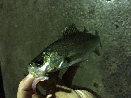 入門・お子様におすすめ？