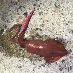 気持ち良いテンポで釣れました。