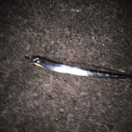 モーニング太刀魚