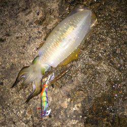 ぼっちエギング