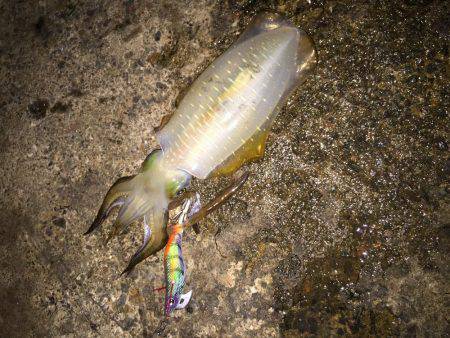 ぼっちエギング