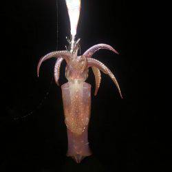 オールリリース