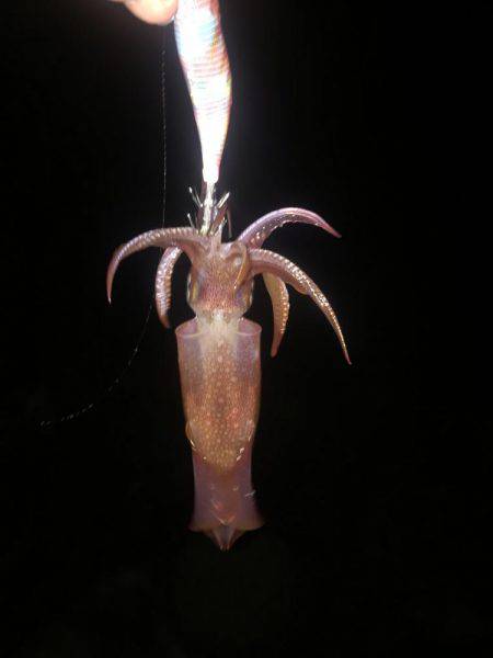 オールリリース