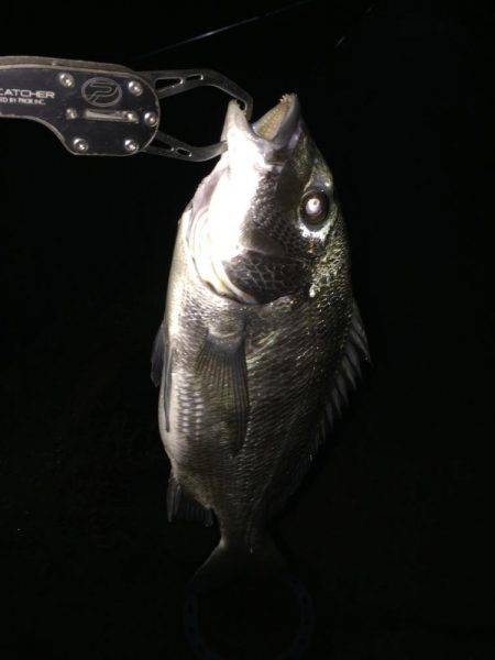 アジングのつもりが