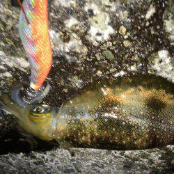 三連休エギング