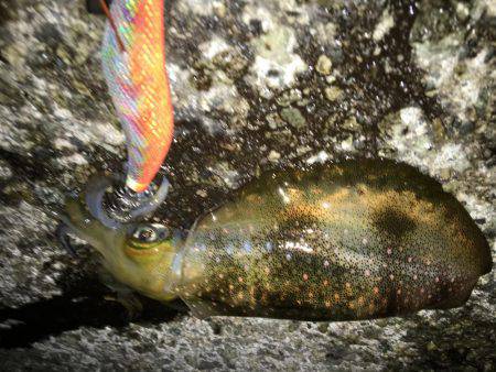 三連休エギング