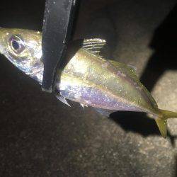 行けるうちに鱗付け‼️