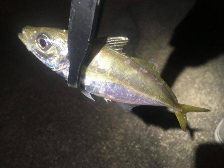 行けるうちに鱗付け‼️