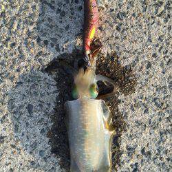 田ノ浦漁港エギング16回目