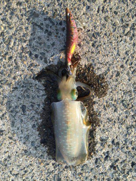 田ノ浦漁港エギング16回目