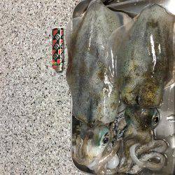 なんとかアオリイカ