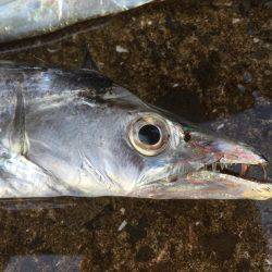 タチウオは好調