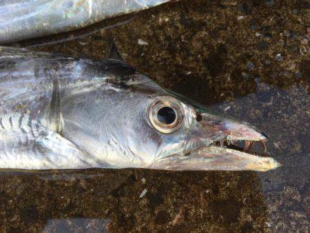 タチウオは好調