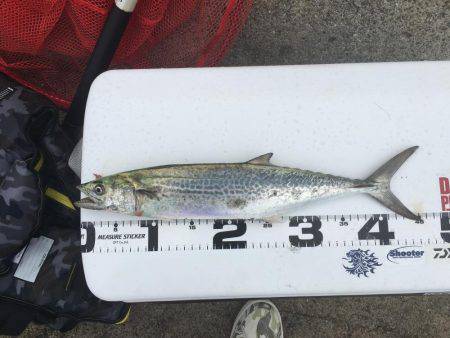 マズメ終わりのサゴシ