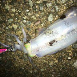 エギングバトル