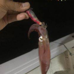 雨の中でのボートエギング