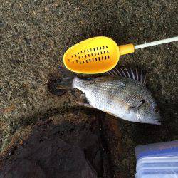 キビレ釣れました