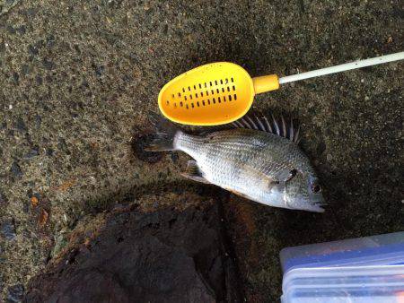 キビレ釣れました