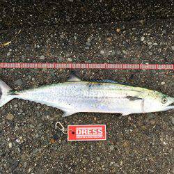 サゴシがおった、、、