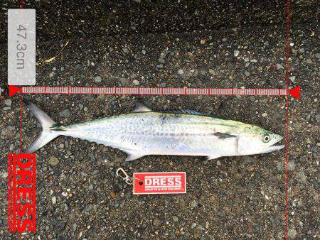 サゴシがおった、、、