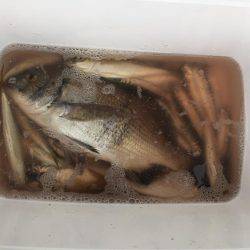 ウルメイワシ、アジ、チヌ