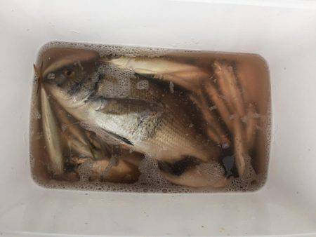 ウルメイワシ、アジ、チヌ