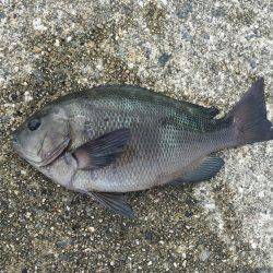 水温さがったのか？