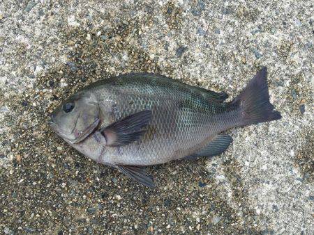 水温さがったのか？