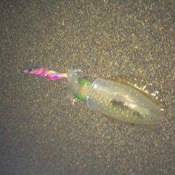 サーフエギング