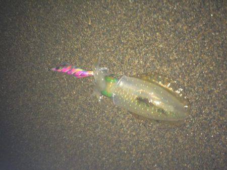 サーフエギング