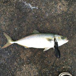 久しぶりの青物