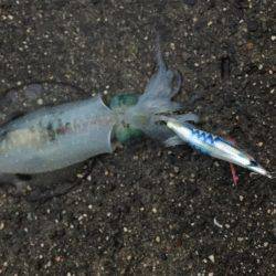 秋イカエギング