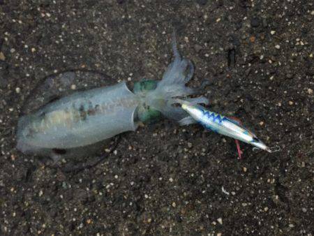 秋イカエギング