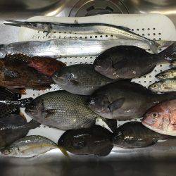 秋口のフカセ満喫