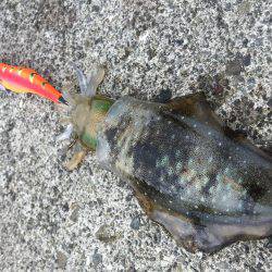 ウネリエギング