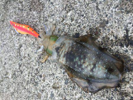 ウネリエギング