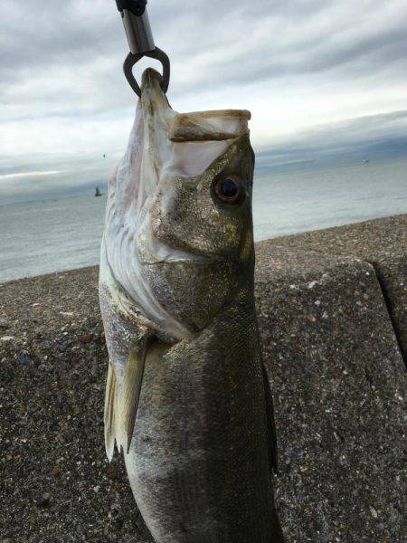 帰り際のシーバスヒット！
