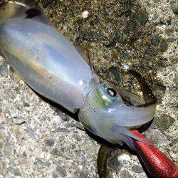 寝る前の短時間(笑)