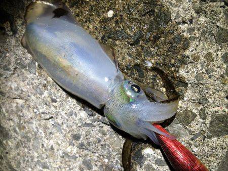 寝る前の短時間(笑)