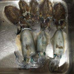 イカ釣り  虎之介