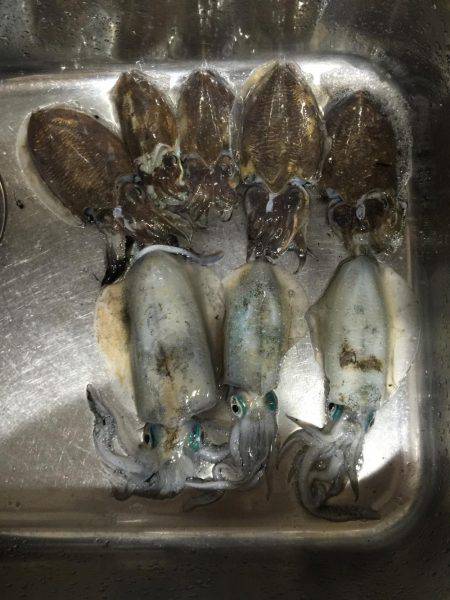 イカ釣り  虎之介
