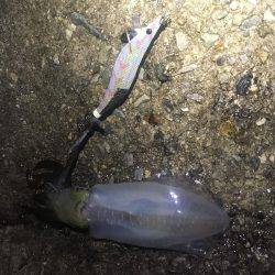 釣果の違い‼️