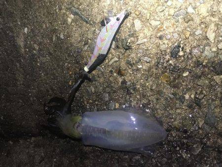 釣果の違い‼️